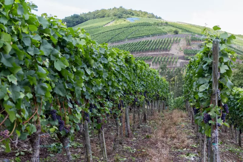 Bad Neuenahr-Ahrweiler (c) Dagobert Wiedamann